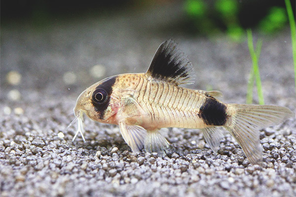 Коридор Панда