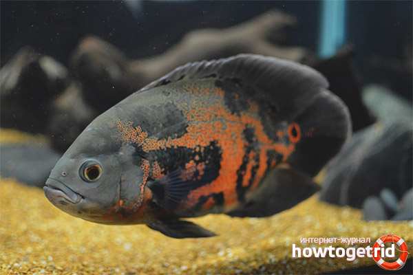 Астронотус хранене