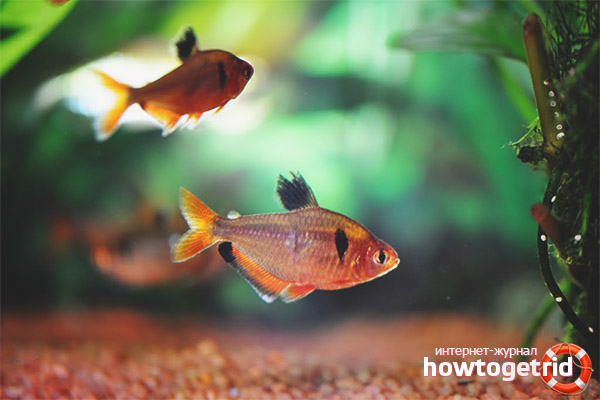 Хранене на непълнолетни