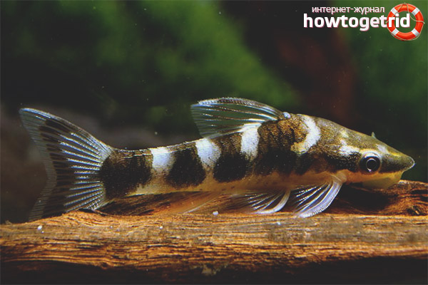 Хранене от otsinklyusov