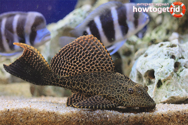 Хранене pterigoplichtov