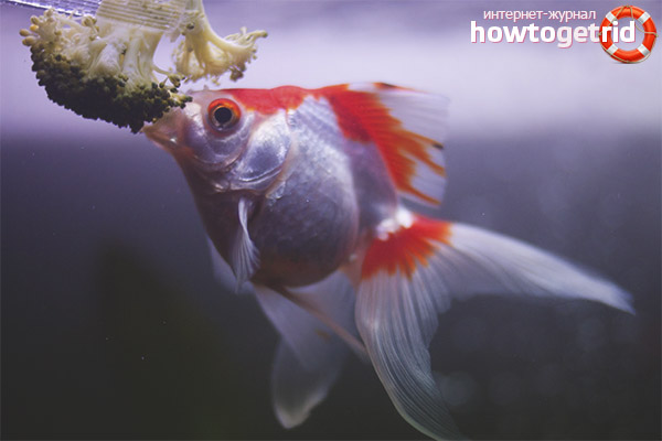 Хранене завеси