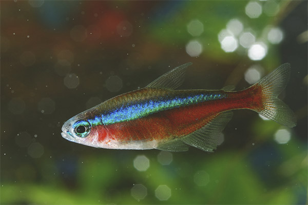 Червен неон