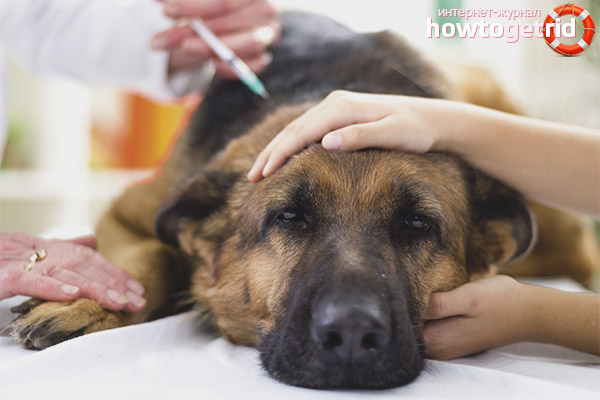 Лечение на хранително отравяне при кучета