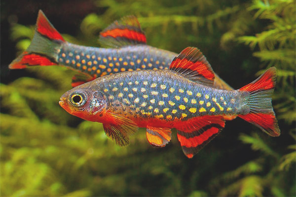 Микродековерна галактика