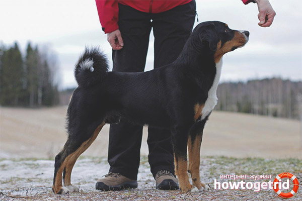 Обучение и обучение на Appenzeller Sennenhund