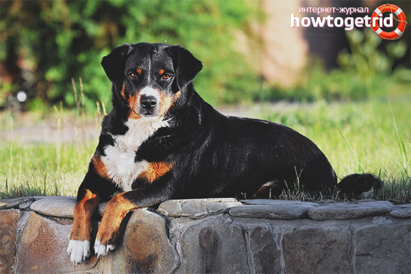 Цвят и вид на палтото на Appenzeller Sennenhund