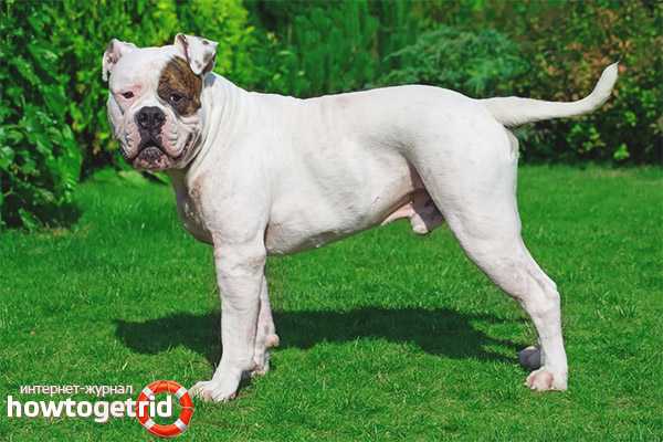 Описание на американския булдог