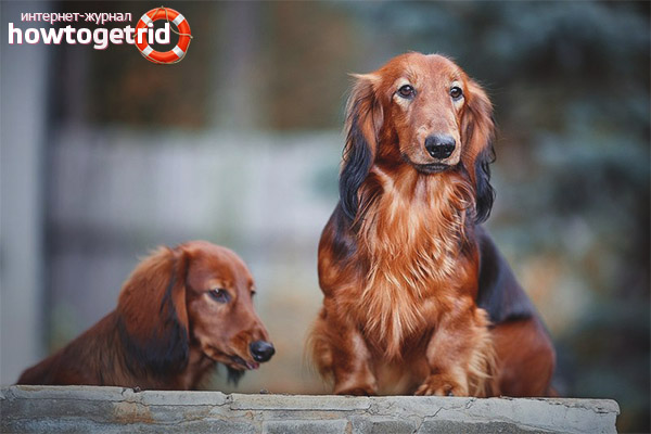 Описание на дълъг космат езеро