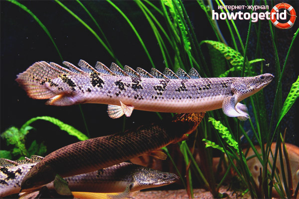 Разполага с размножителен полиферос