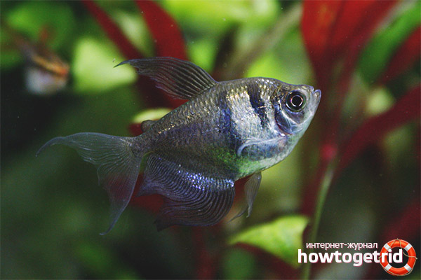 Разполага с гнездо за разплод