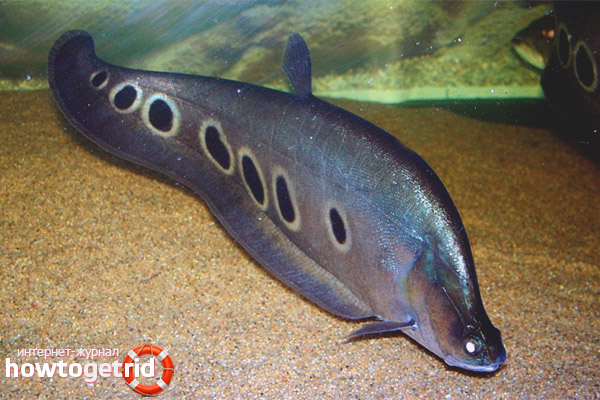 Особености при отглеждането на риба индийски нож