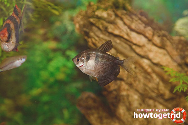 Специфични особености на съдържанието на терция