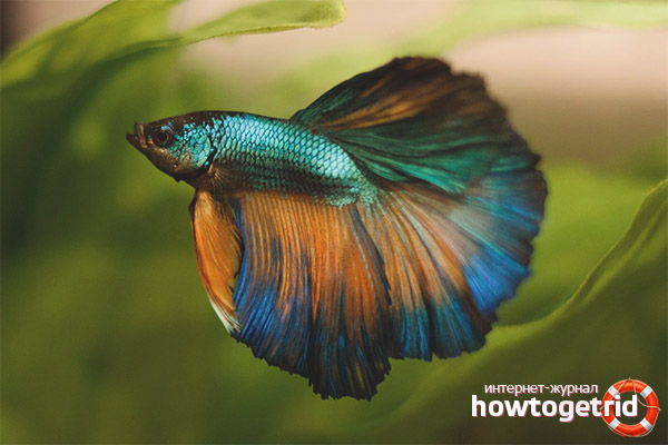 Храна за аквариумни рибки