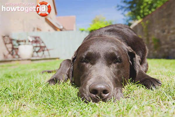 Помощ при топлинен удар при кучета