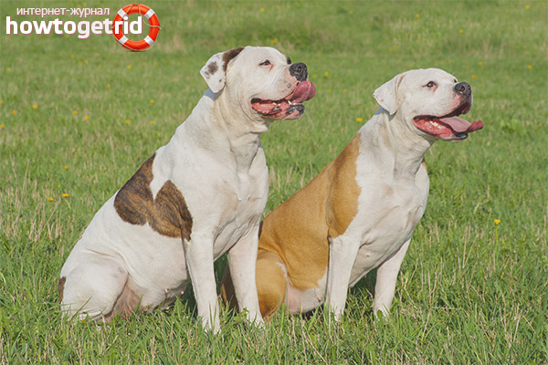 Американски булдог куче порода