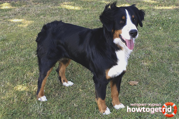 Правила за грижа за кучетата на Апенцелър