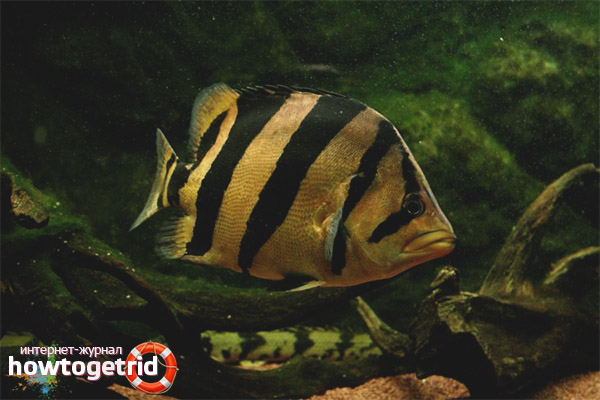 Проблеми с съдържанието на тигрови баси