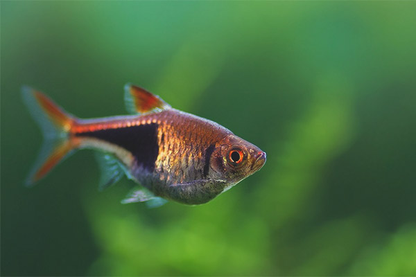 Хетероморф на Rasbor