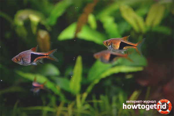 Възпроизвеждане на расборни хетероморфи