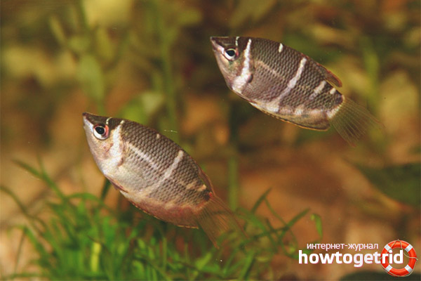 Възпроизвеждането на риба шоколад gourami