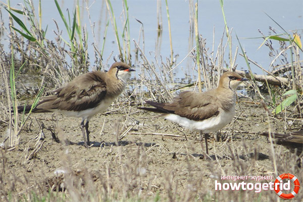 Размножаване на степните тиркушки