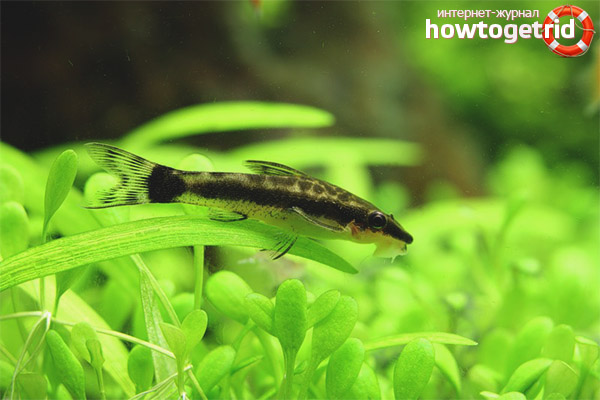 Разреждане и възпроизвеждане на otsinklyusov