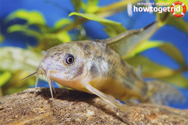 Развъждане на петнист сом