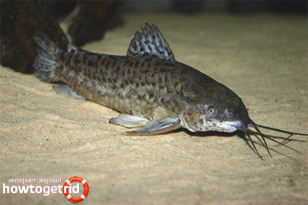 Развъждане на морски таракатум