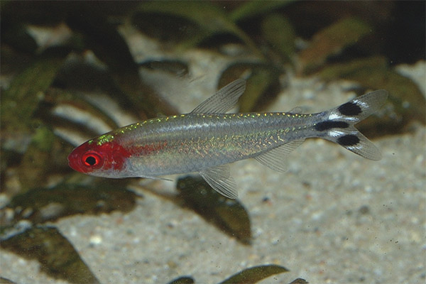 родостомус