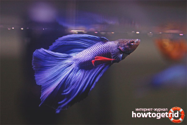 Съдържание на аквариума