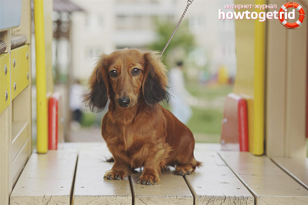 Съдържанието на дългата котка