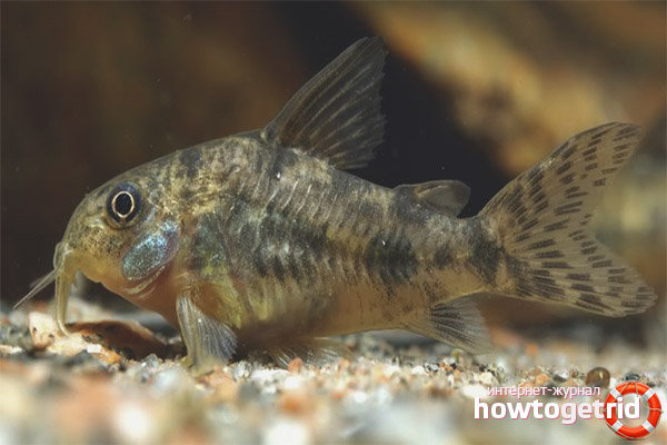 Съдържание петнист сом