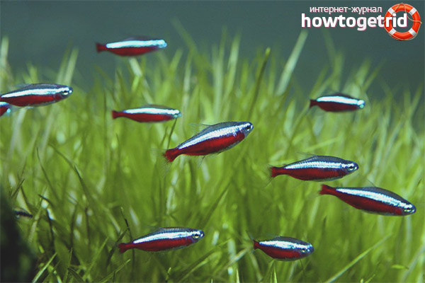 Съдържанието на рибата е червено