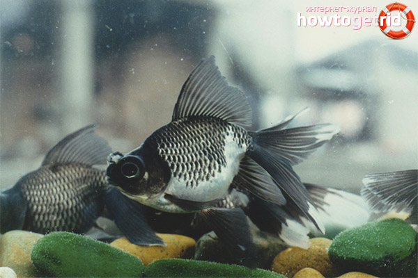 Съдържание риба телескоп