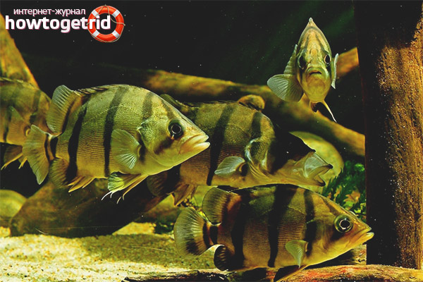 Съдържание на тигър