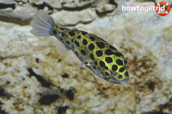 Зелено съдържание на тетрадан