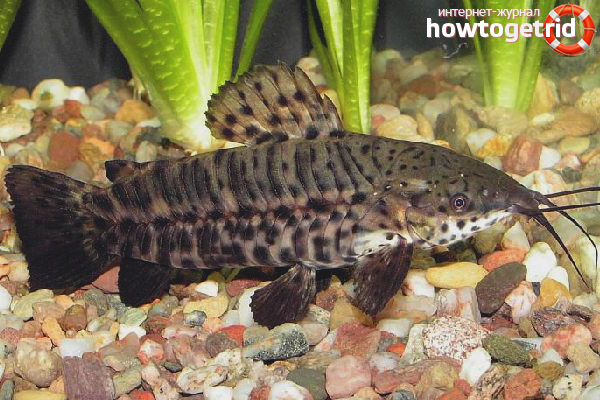 Съдържание на таратак тамян