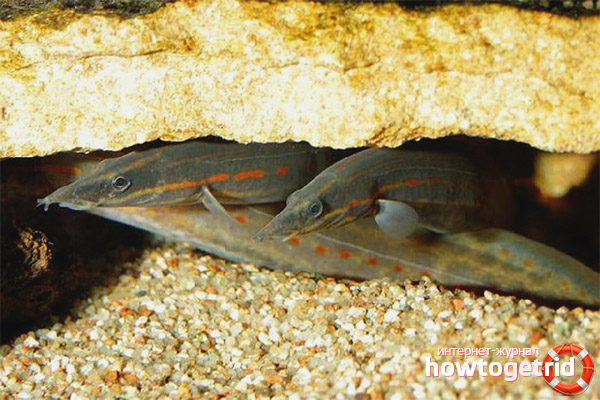 Съвместим с mastacement