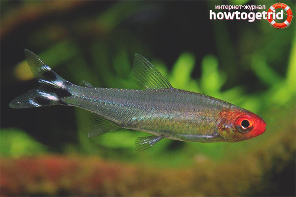 Родостомус съвместимост