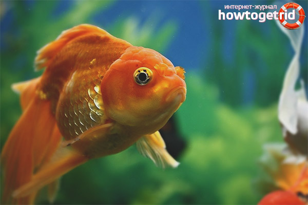 Съвместимост с Voiletails