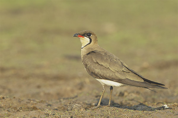 Степ момиче