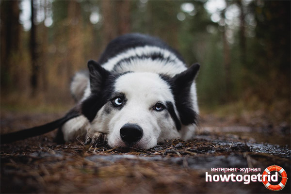 Грижи за хъките на Якут