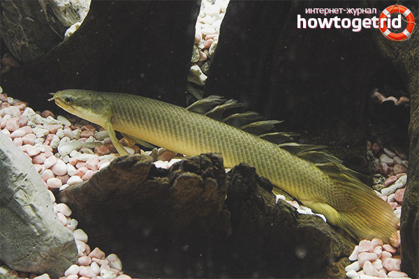 Политерни условия