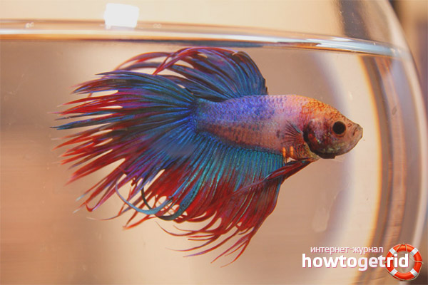 Видове аквариумни риби