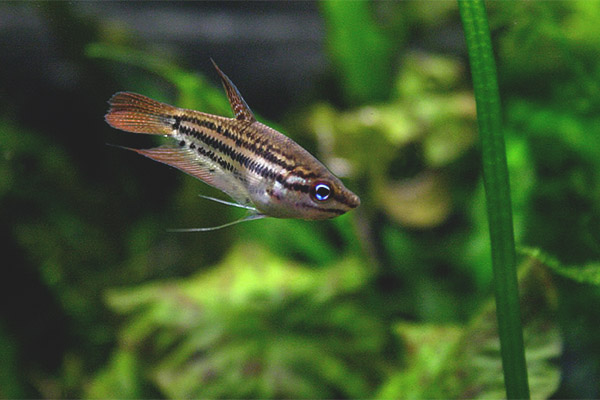 Назъбени гурмуми