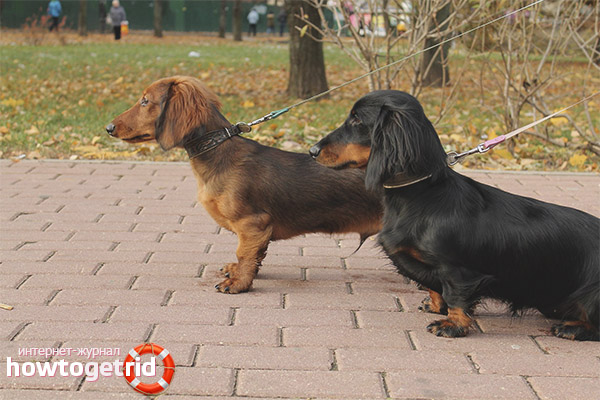 Дългокоси здраве на дакела