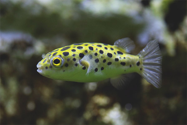 Зелен тетрадон