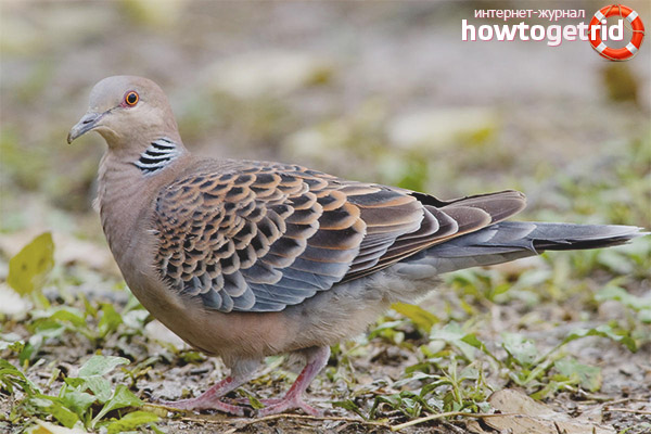 Хранене на общата костенурка гълъб