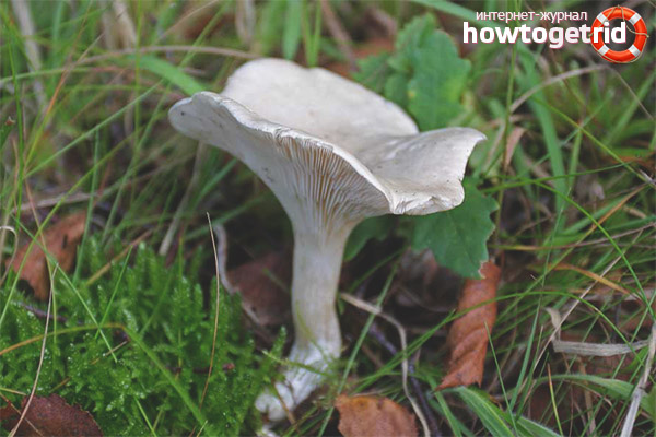 Разпространение белезникав govorushki